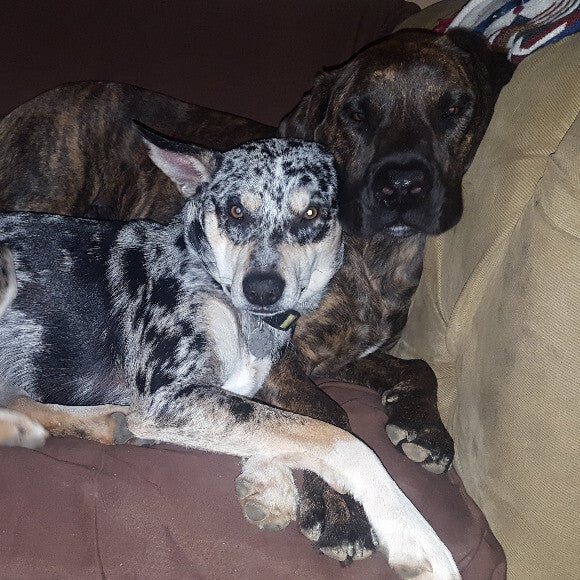 Drago and Camo