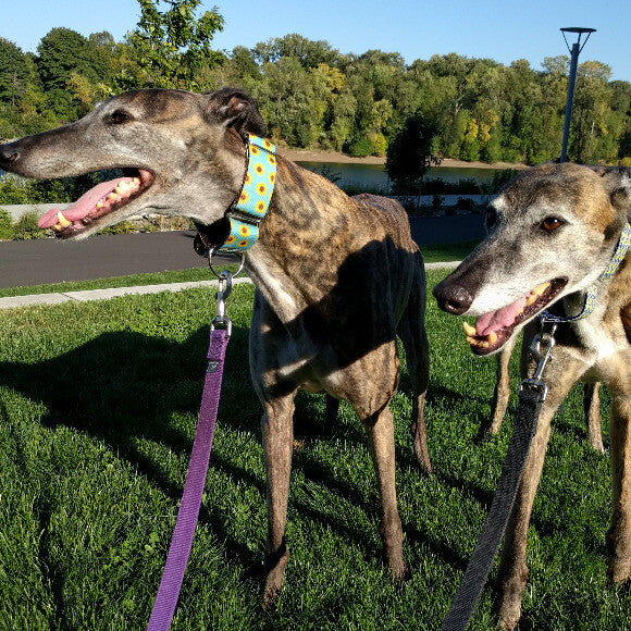 More walks in the sunshine!