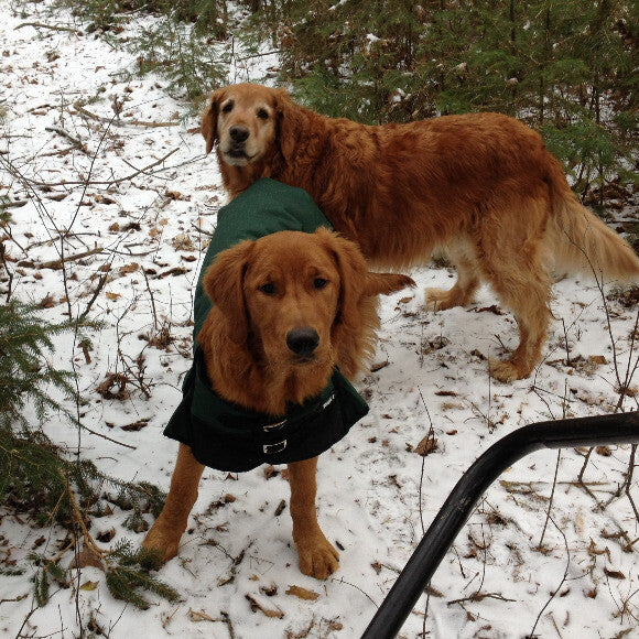 Rocky and Rascal in back