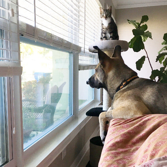 Keeping an eye on the neighborhood