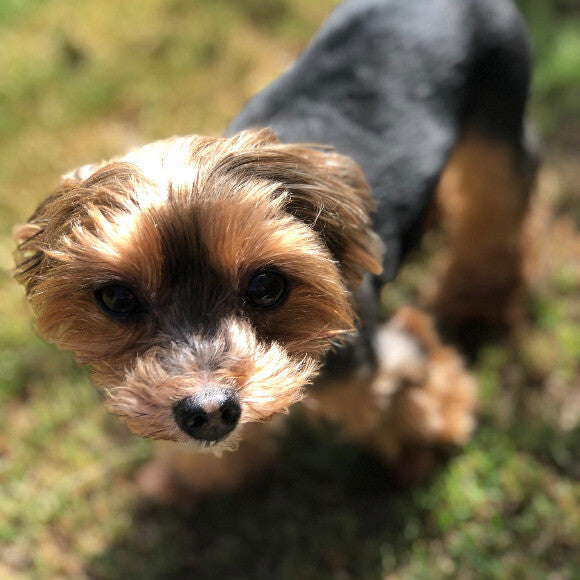 Gracie, not showing her age due to her great new diet!