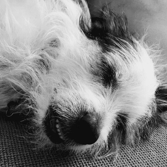 Steve taking after dinner nap zzz