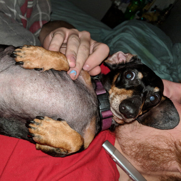 She's looking so much better! Goofy girl.