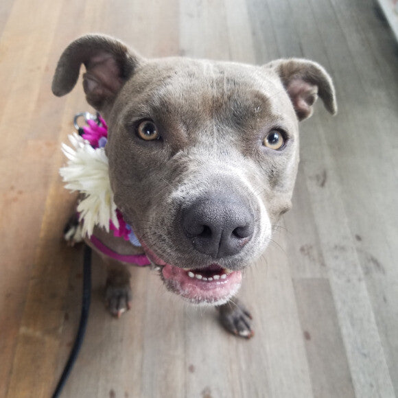 This is Bella is her Approachabull Dog collar!