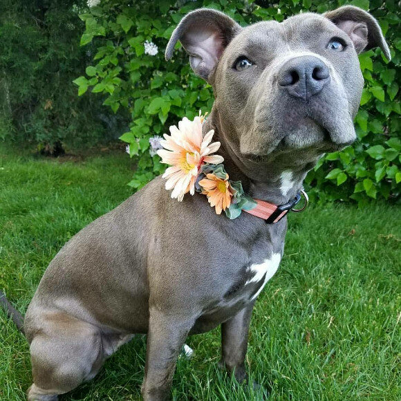 Approach-A-Bull Dog collar model