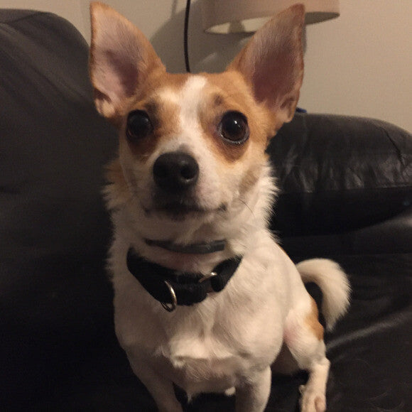 Jack has been seizure-free for 2 months thanks to The Honest Kitchen