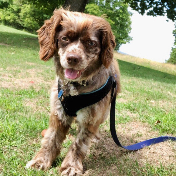 Our Handsome Boy Jiffy!