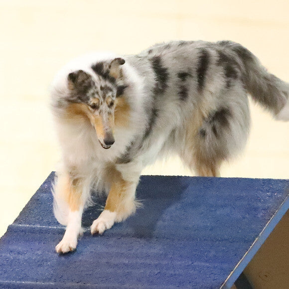 Dani doing what she loves at an agility trial.