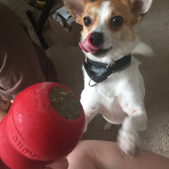 This was Jack's birthday cake -- a Kong full of frozen The Honest Kitchen dog food. As you can see, he was excited.