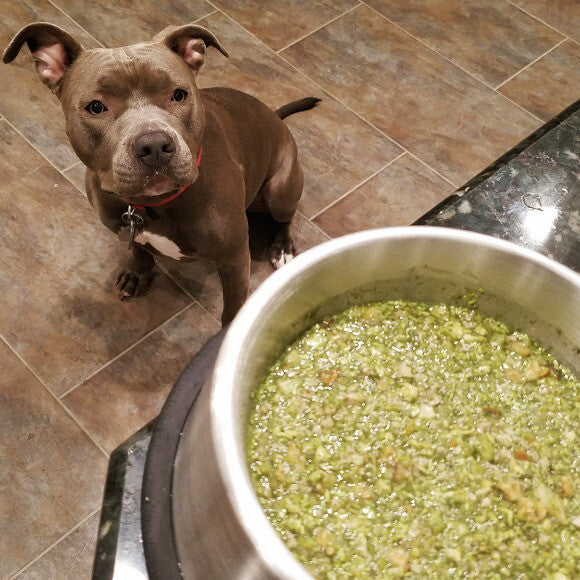 Bella waiting for her food to cook!