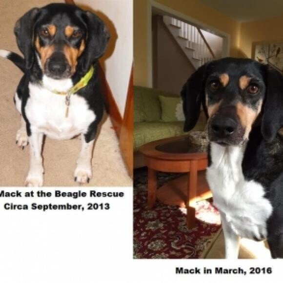 Before (left) and after (right) we rescued Mack. See the change in his eyes.