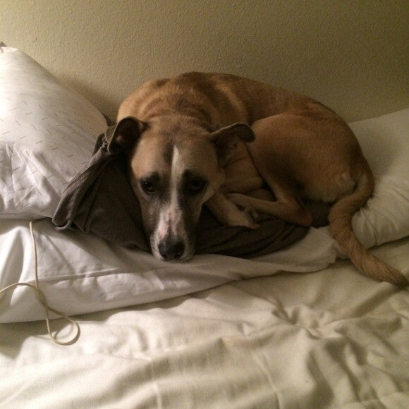 Lucky loves pillow. This been us having million of pillow talk. I tried to request she have the pillow when I am at work and I have the pillow in the evening. It did works, maybe first 10 days. HA!