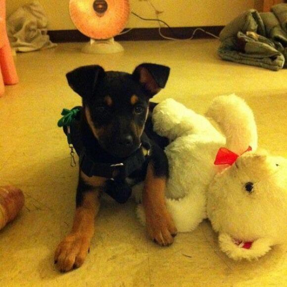 First new home from the street at the age 2 months old in 2011