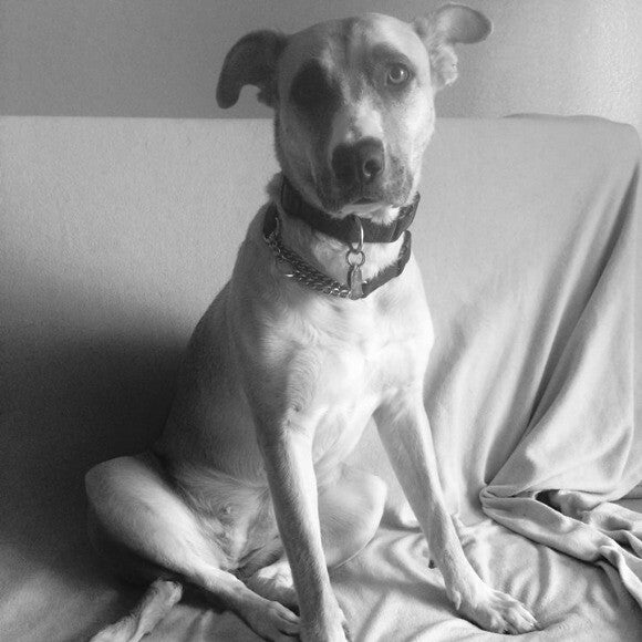 Within few months when she was rescued 2015