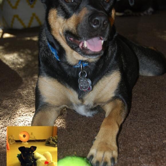 Kira was found on the street at 2 mths old 2011, and now she is 3 yrs old 2014.