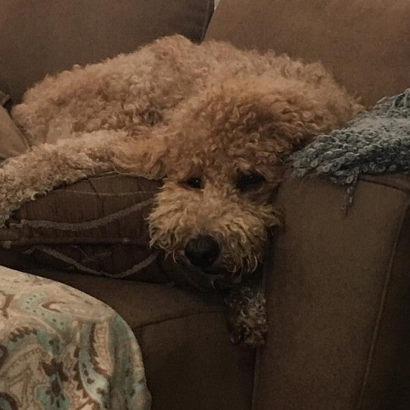Cali doing absolutely nothing but relaxing thanks to not itching anymore!