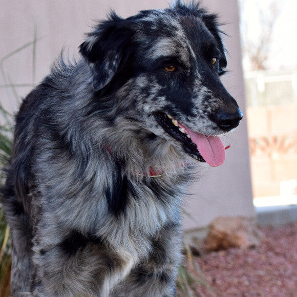 Legend - 2 yrs old