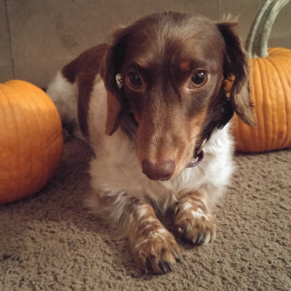 bandit loves honest kitchen!