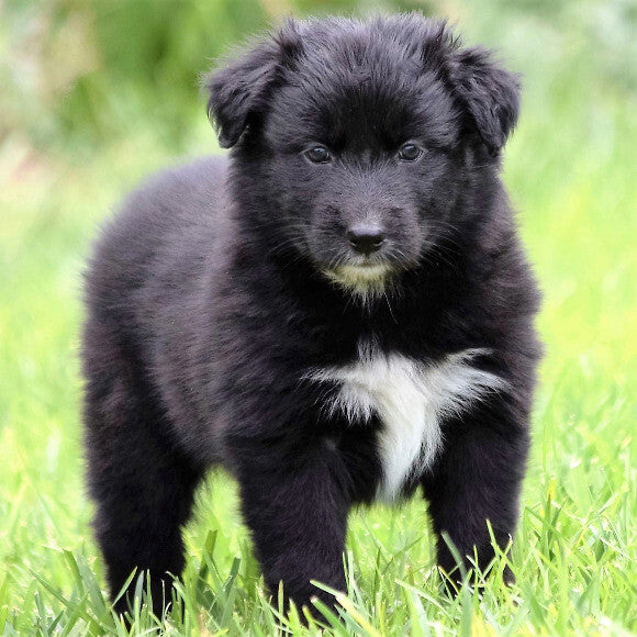 Bear - 3 months old