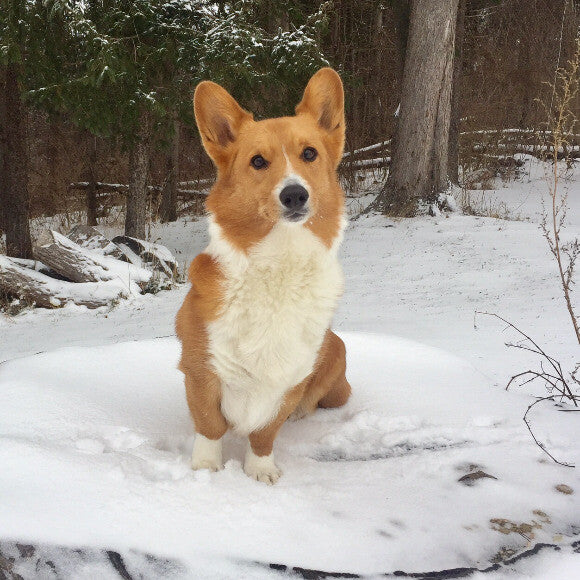 Live Snow Corgi