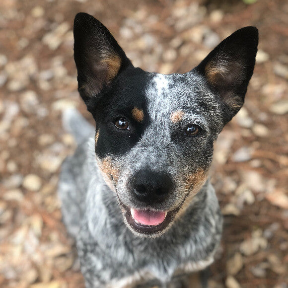 Healthy Puppy!