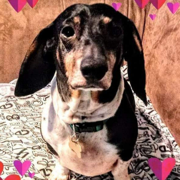 Puppy mill rescue cujo