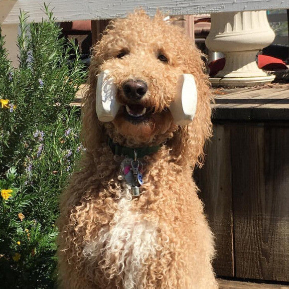 Cali showing a perfect take it command.