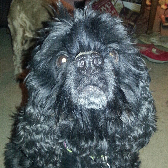 Marmite - 11 year old cocker spaniel.