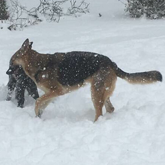 Happy and Healthy and playful