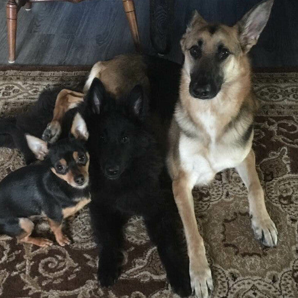 The Honest Kitchen crew.