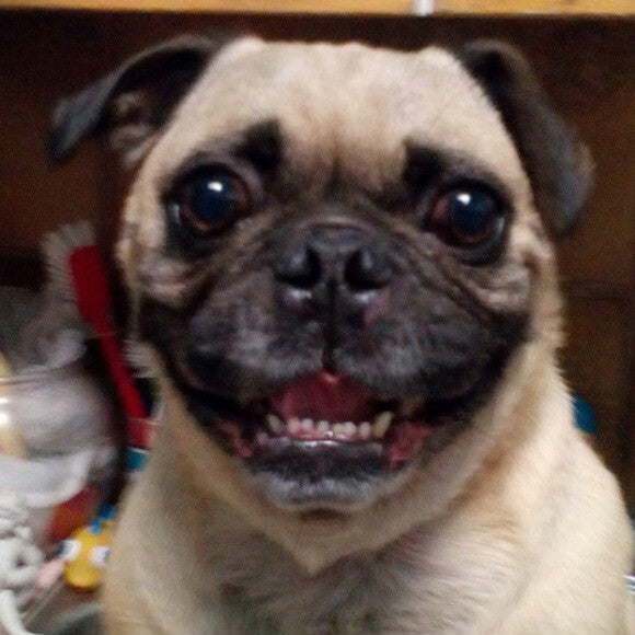 I'm hungry!And handsome! Where's my goat's milk????