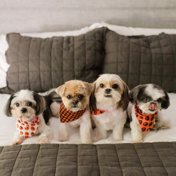 Truffles, Sydney, Xini, & Zoe {our little tripod} Photo By: Tressavent.com