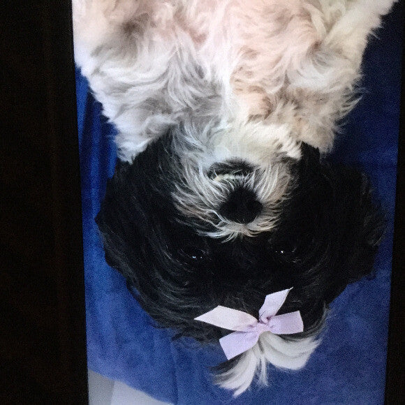 This is Daisy! She is a Lhasa Apso. Daisy is 12 years old.