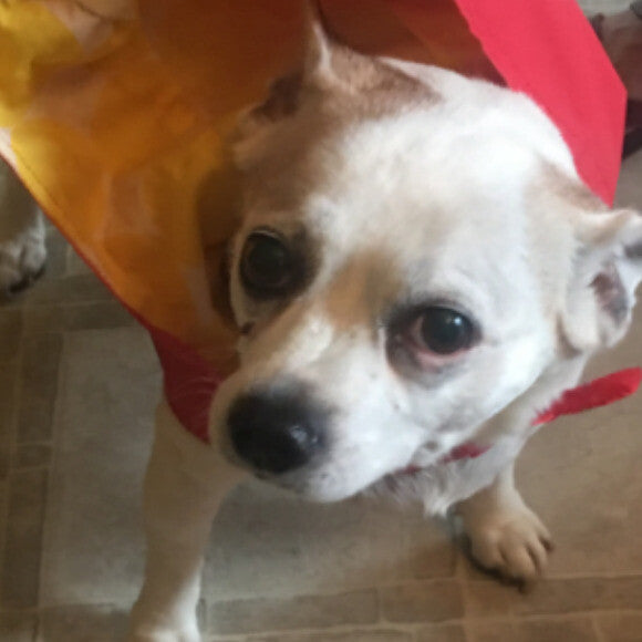 Paco in his new raincoat!