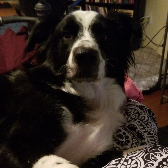 Lounging, as his big, beautiful winter coat is attempting to come back.