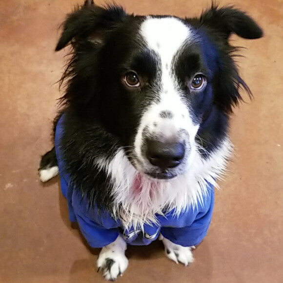 This was taken nearing the worst of it, in early September. He lost most of the hair on his chest, around the base of his tale, and under his front legs.