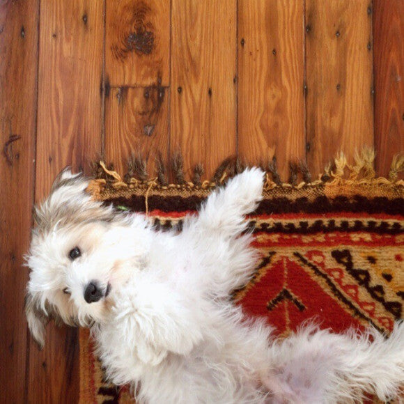 All ready for some belly scratches, dad!
