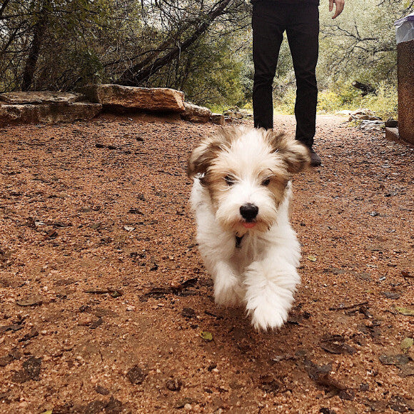 Wendell: The Trail Man. #leavenotrace