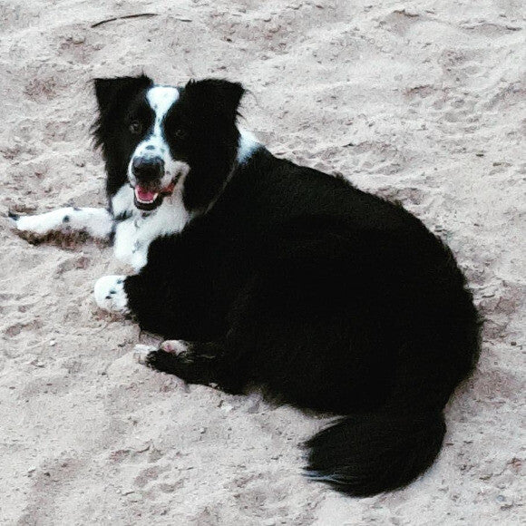 Strider at 2 years old before his allergies escalated to extreme.