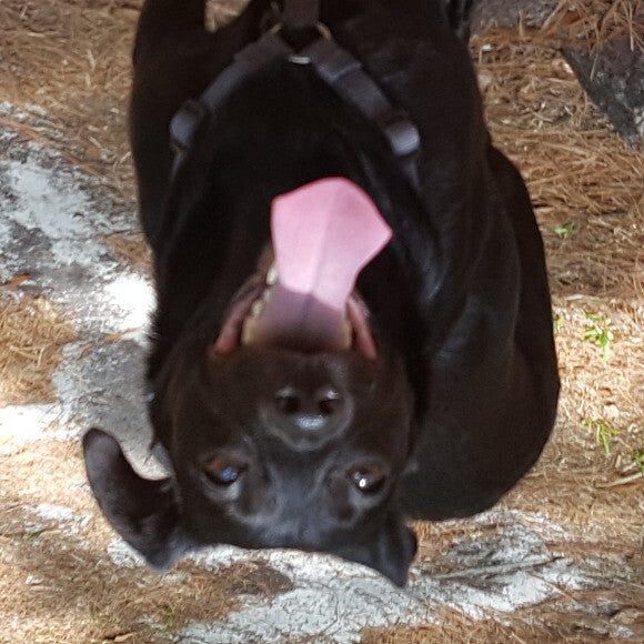 Apparently this one only uploads - upside down lol. Still a happy boy