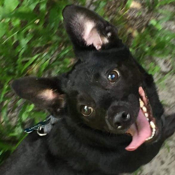 One happy pup! No more itchies!
