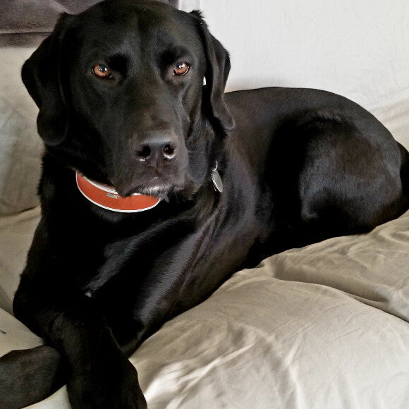 Dozer now