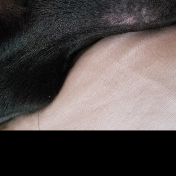 Constantly had skin allergy issues and Gastrointestinal issues before The Honest Kitchen