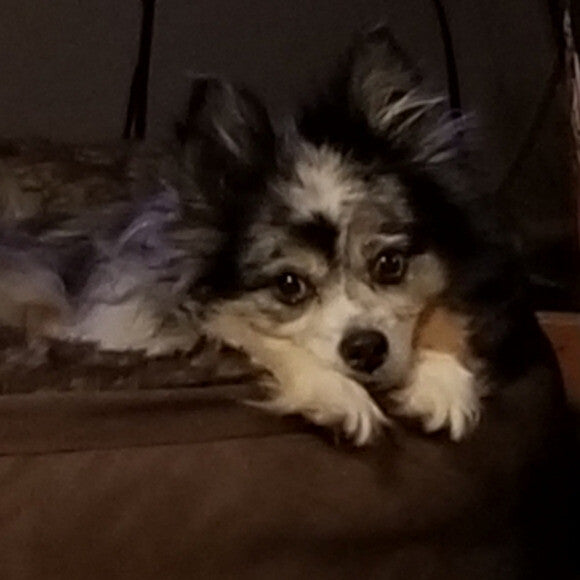 12 year old Mr. Bojangles