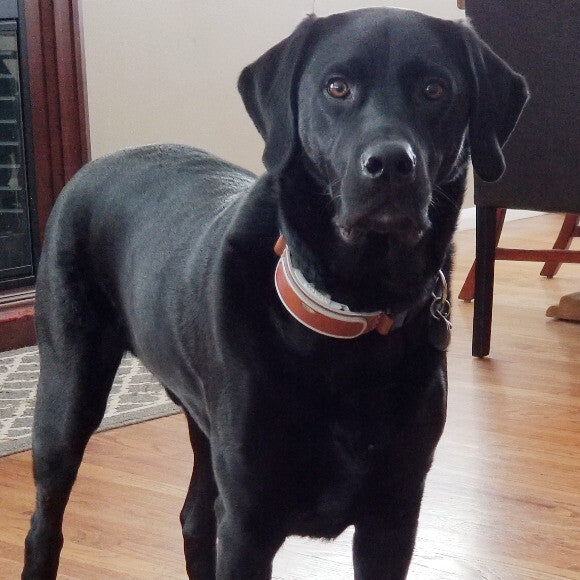 Dozer Dog looking gorgeous after eating The Honest Kitchen Grain Free Chicken for 6 Months