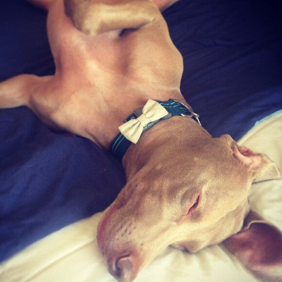 Daydreamin' about honest treats!