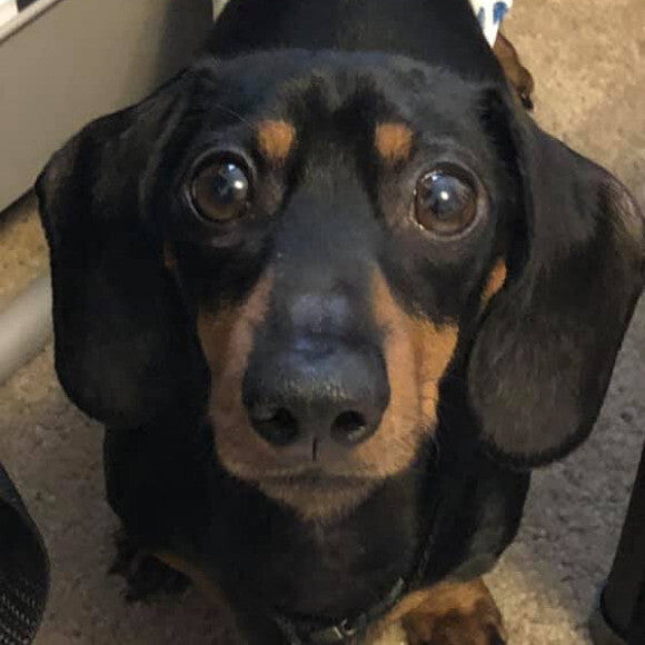The eyes Gus gives every morning when it's breakfast time.