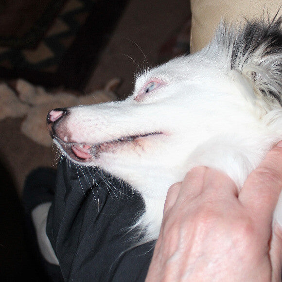 Little Poppets under developed bottom jaw