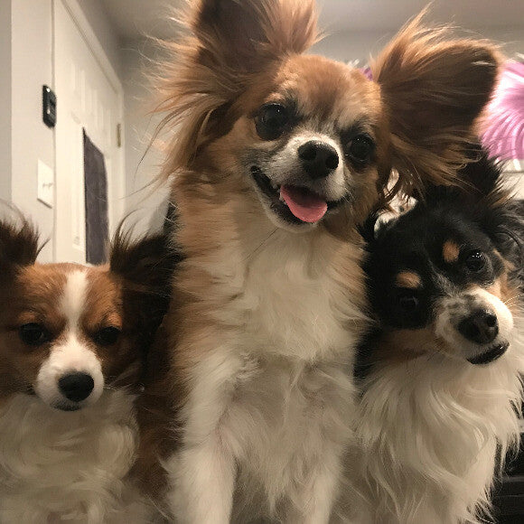 It goes without saying that THK will likely be our go to food for the remainder of their lives. They cant wait to eat now!