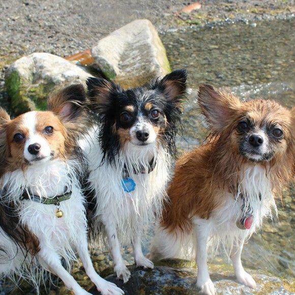 Their energy has skyrocketed since putting them on THK as well as their weight being regulated. We havent had any health issues since!